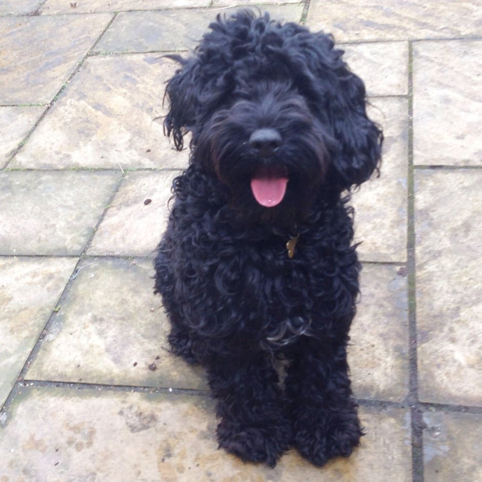 Тикап пудель белый