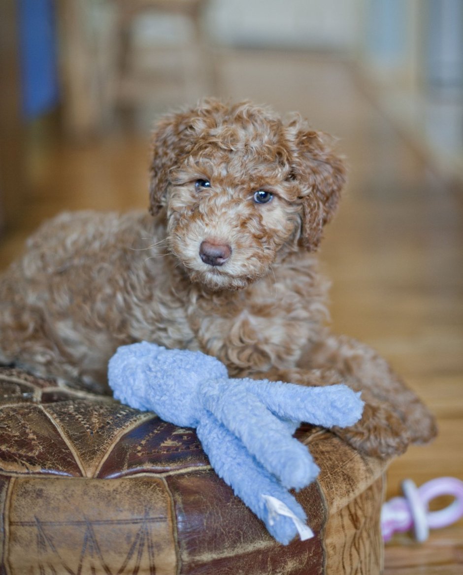 Мальтипу терьер