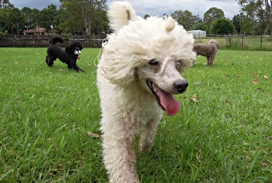 Пудель Джесси