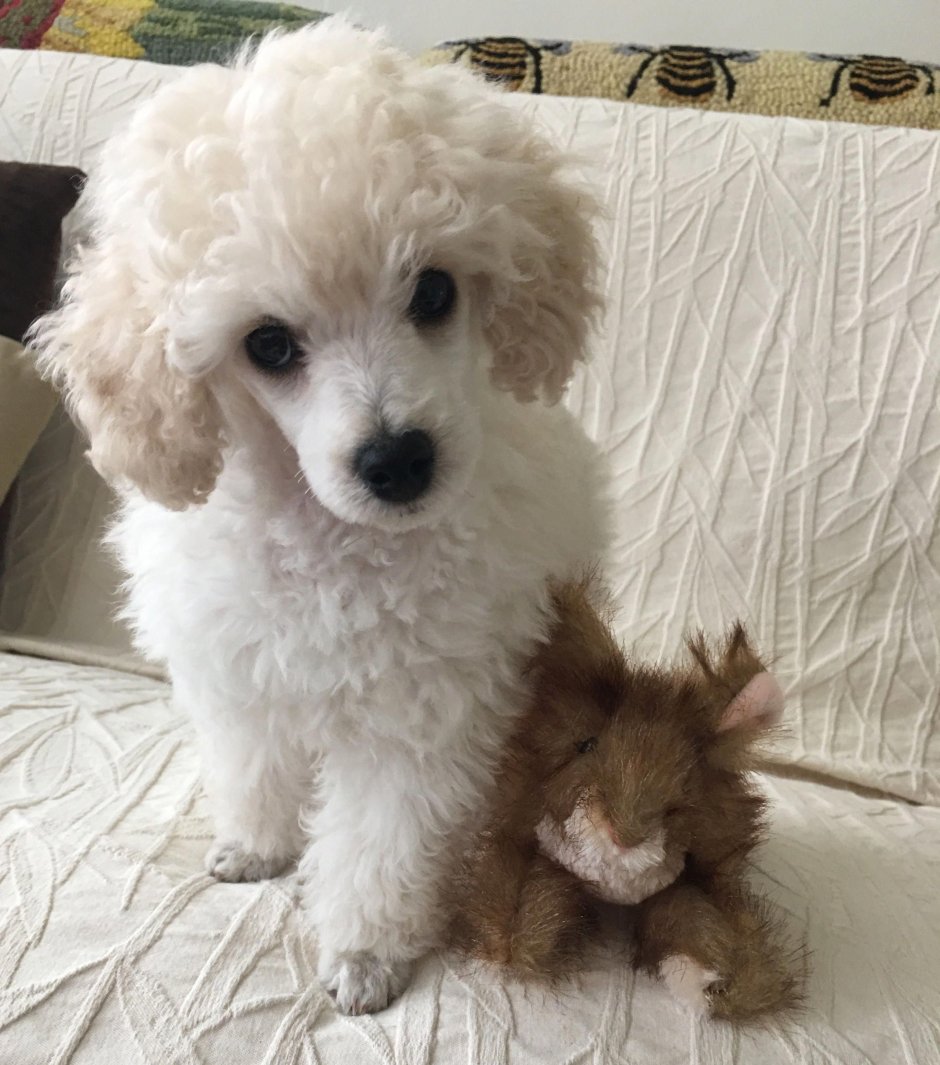 Мини пудель мальтипу