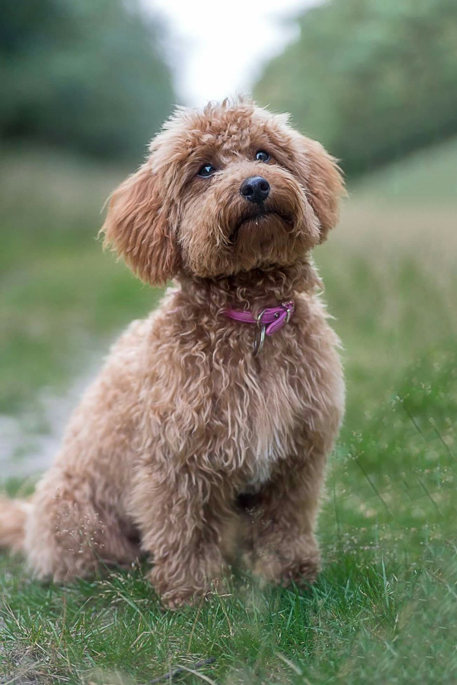 Пудель терьер