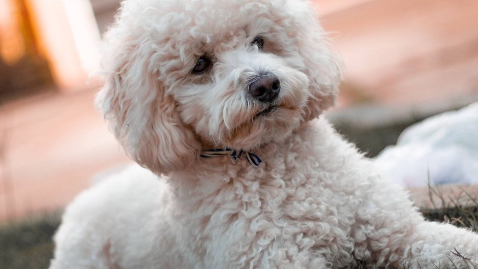 Карликовый пудель метис