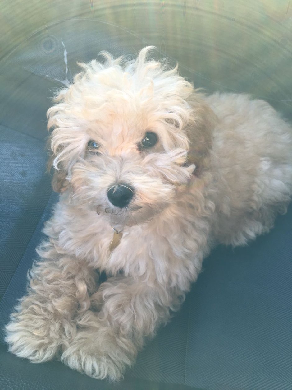 Шлейка для пуделя