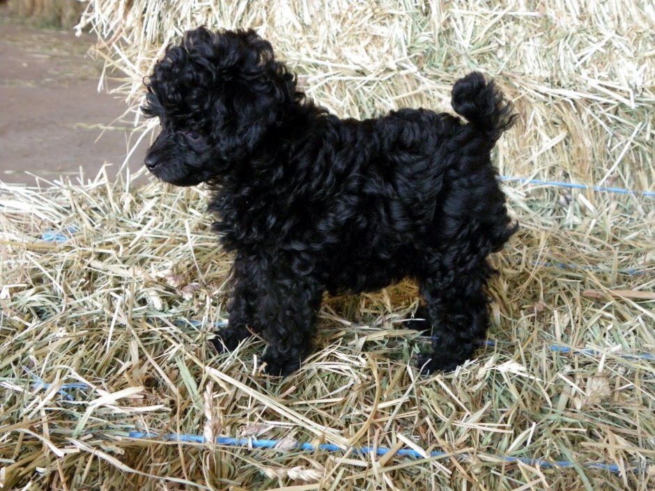 Кокапу черный