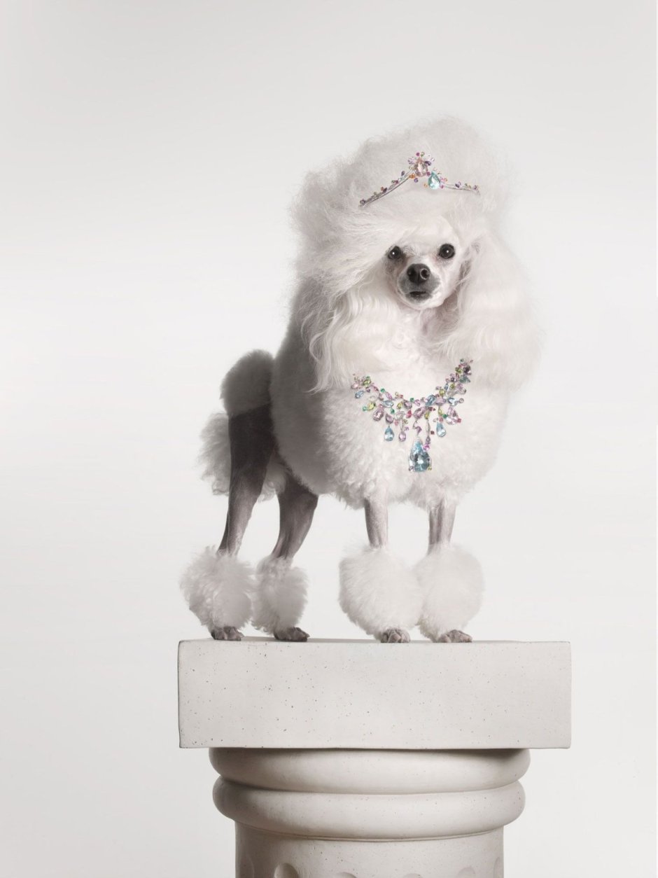 Мальтипу спаниель