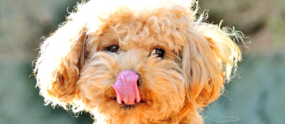 Купить рюкзак розовый женский с вышивкой Бедлингтон терьера