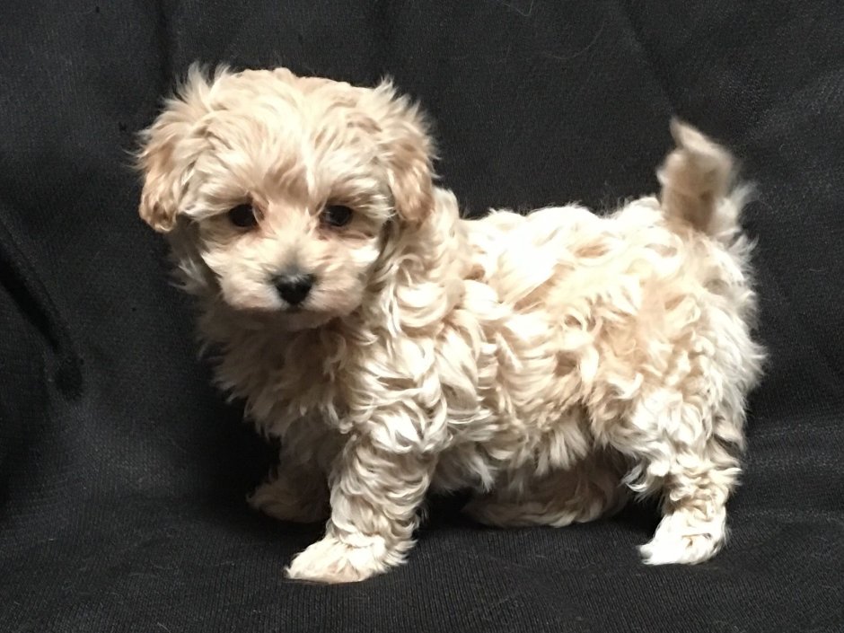 Японские кучерявые собаки