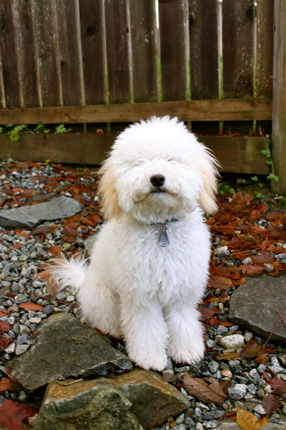 Пудель терьер