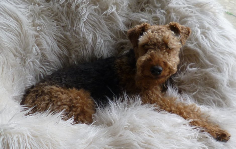 Американский пудель терьер