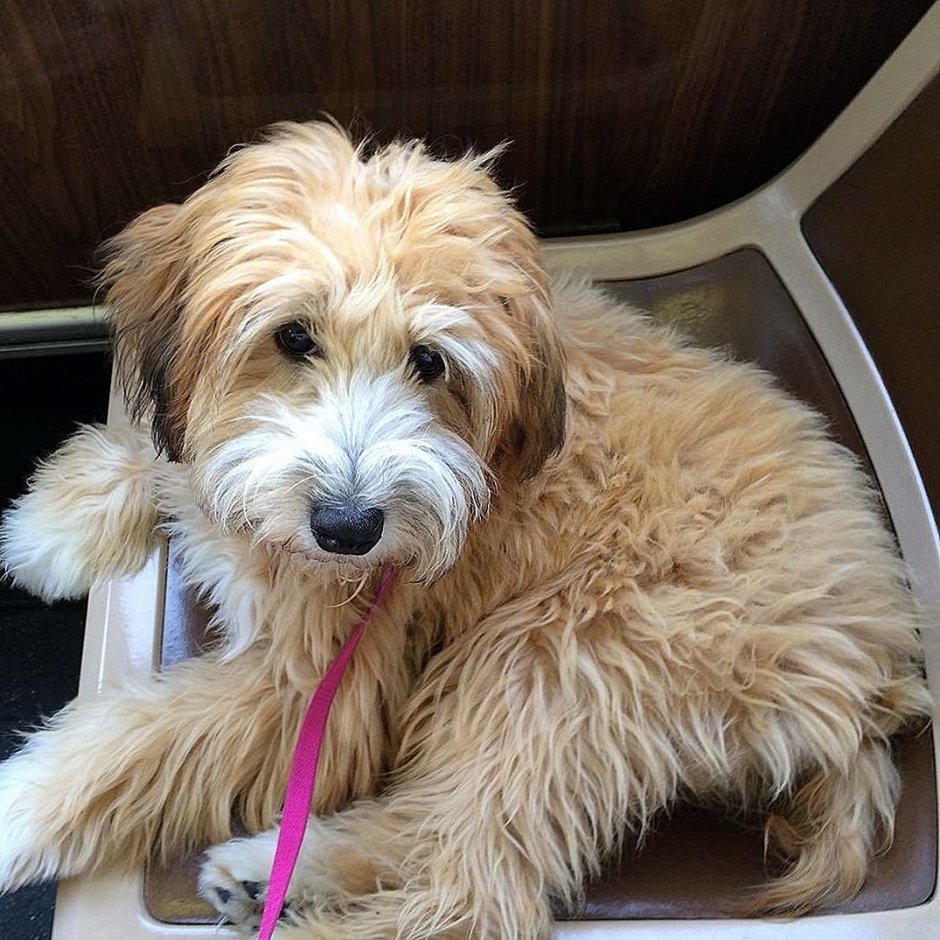 Порода пудель черный