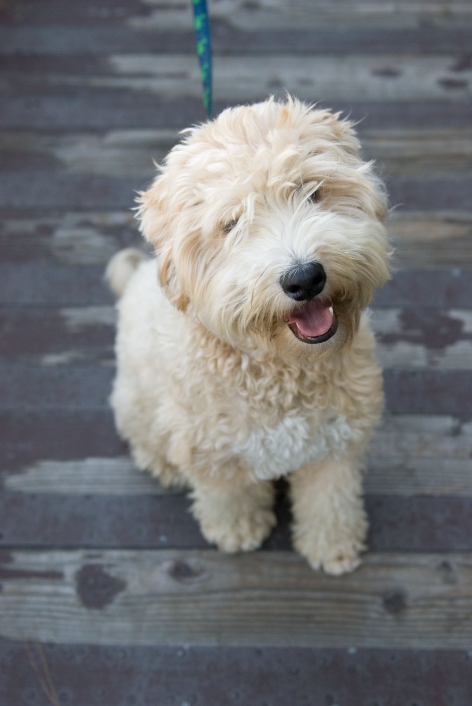 Пудель терьер золотистый