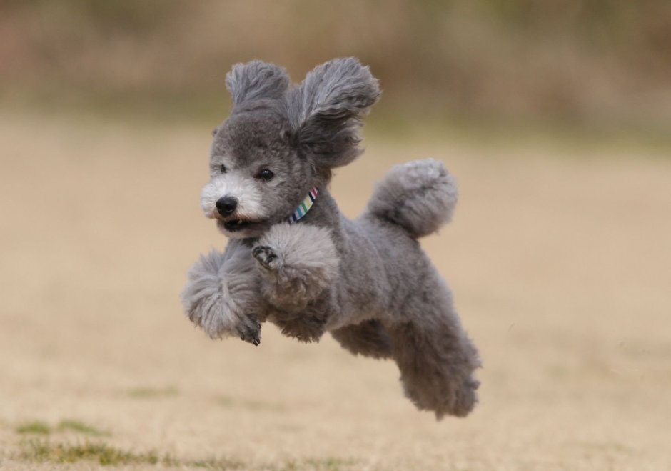 Американский пудель терьер