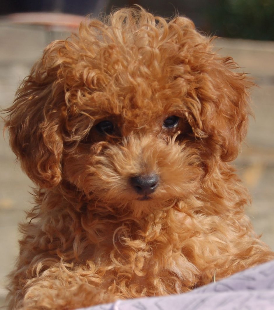 Пудель девочка