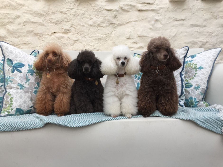 Той пудель арт