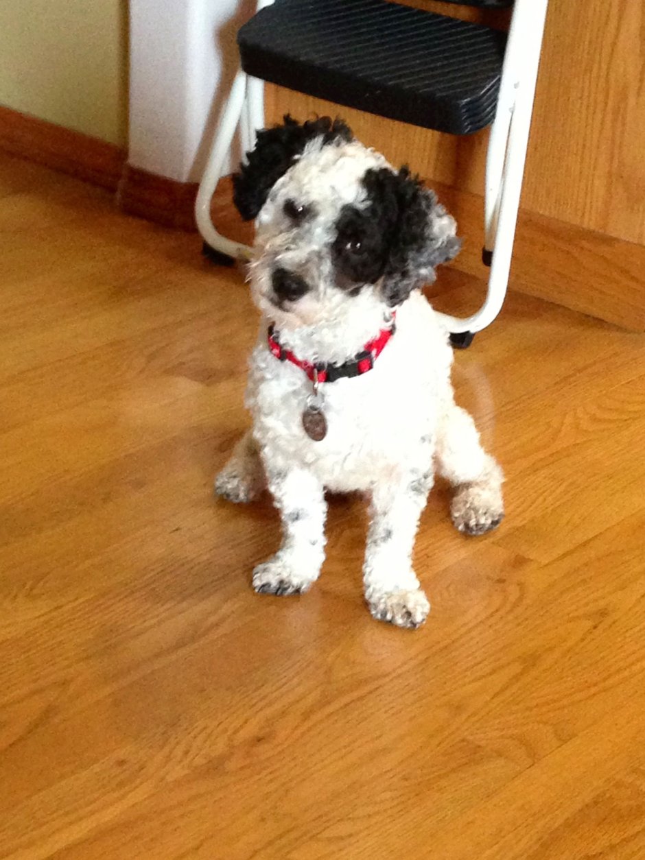 Бишон фризе черный