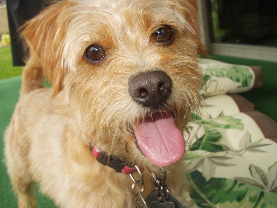 Королевский пудель стрижка Тедди