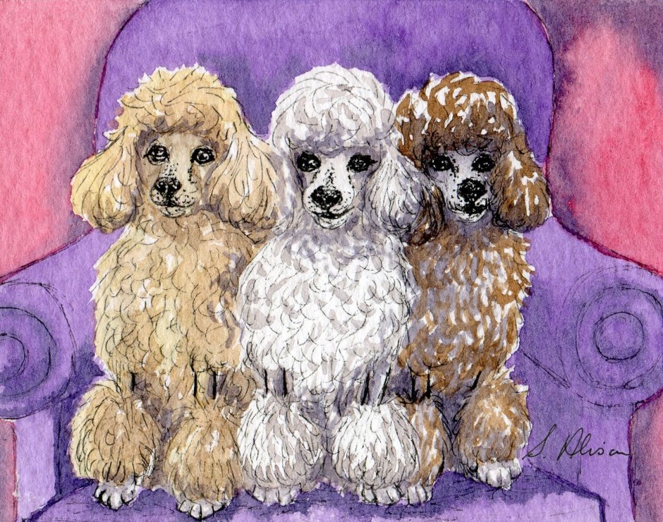 Королевский пудель стандарт белый