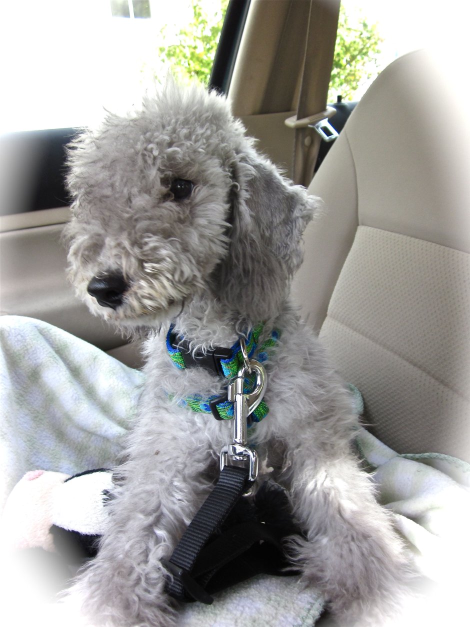 Карликовый пудель мальтипу