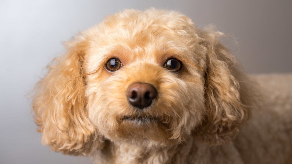 Малый и карликовый пудель стандарт породы вес