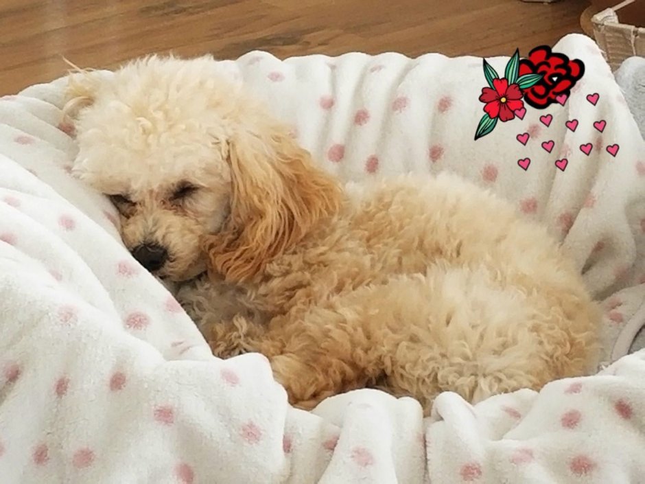 Французский пудель