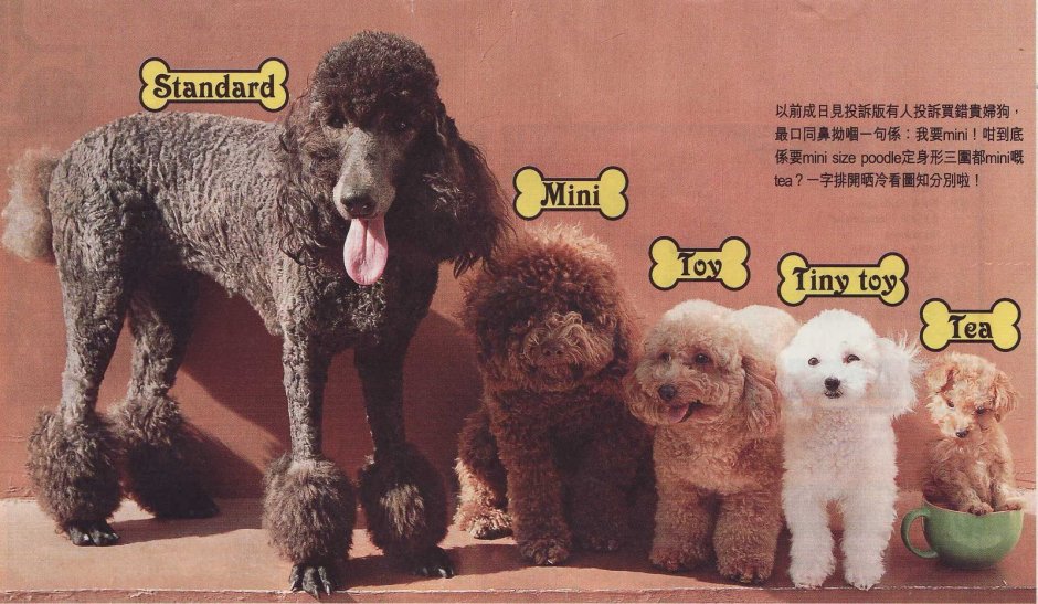 Доброй ночи с пуделем