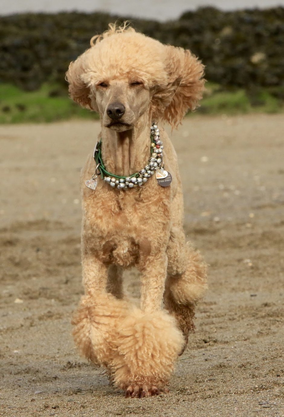 Пудель терьер