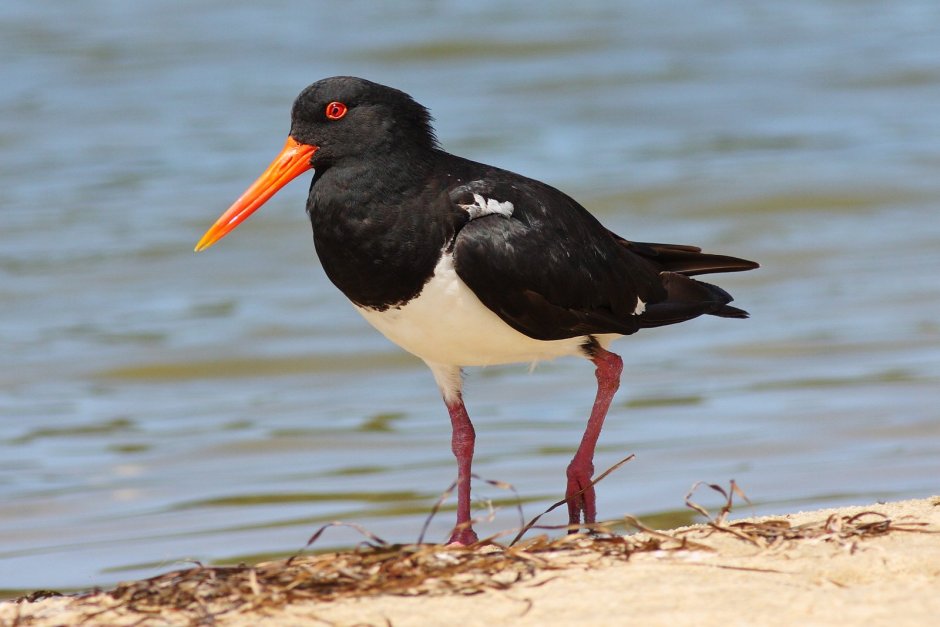 Кулик-сорока Haematopus ostralegus