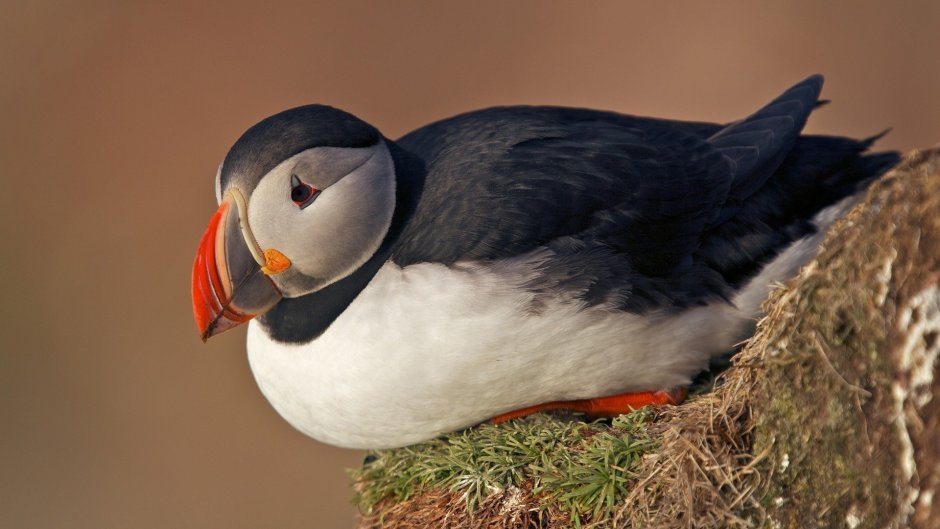 Puffins птица тупик