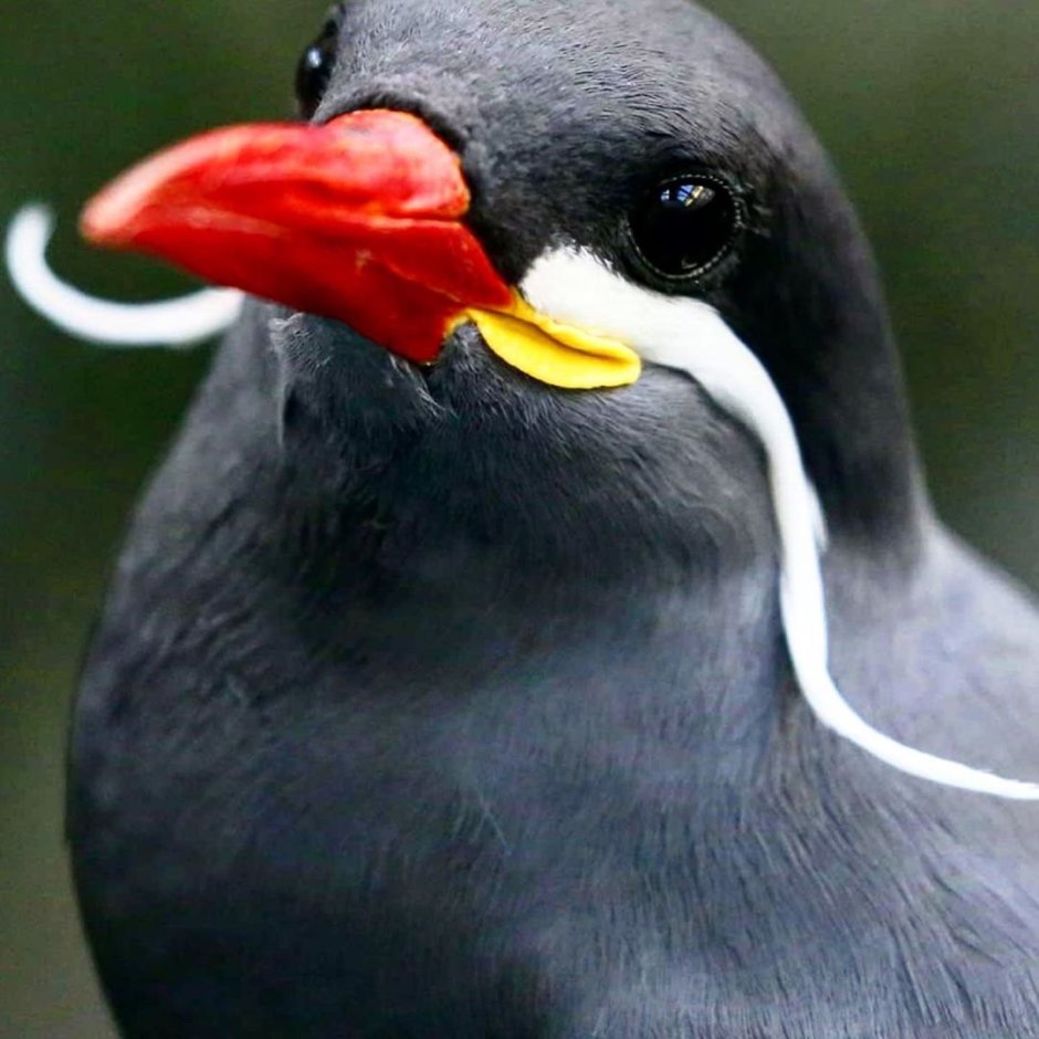 Rynchops flavirostris