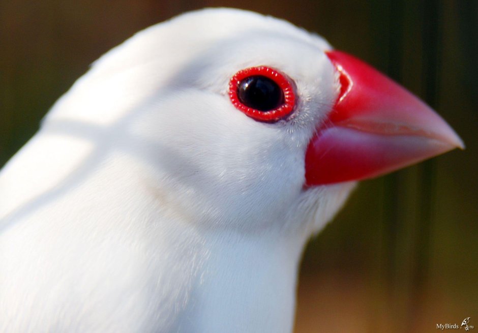 Eye Puffin close up