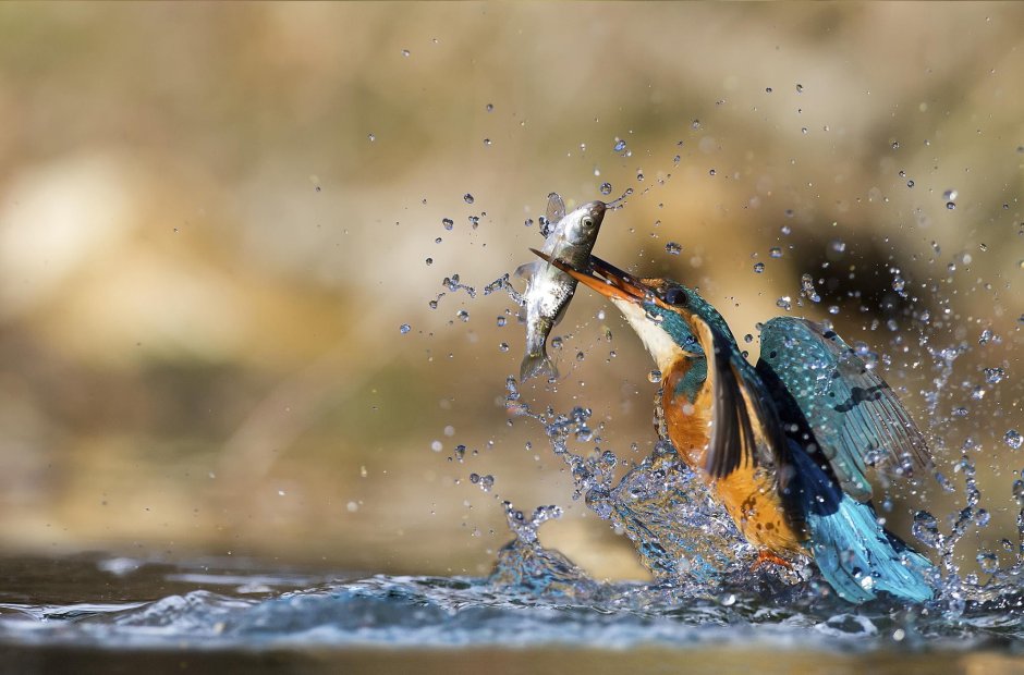 Птица ныряющая в воду