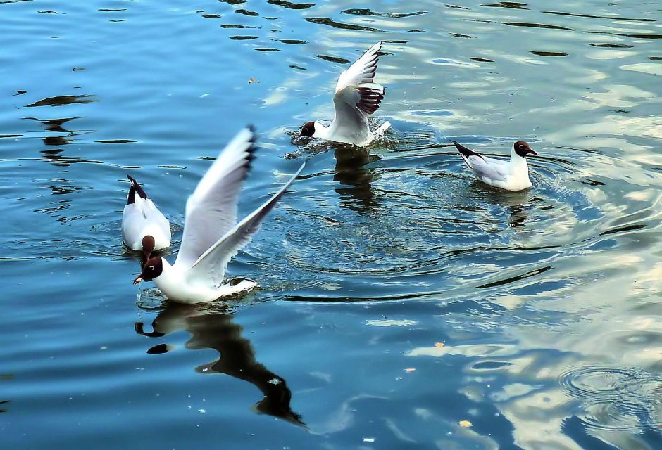 Чайки сидят на воде