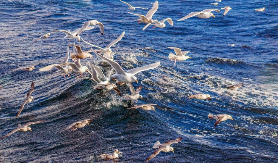 Стаи морских птиц
