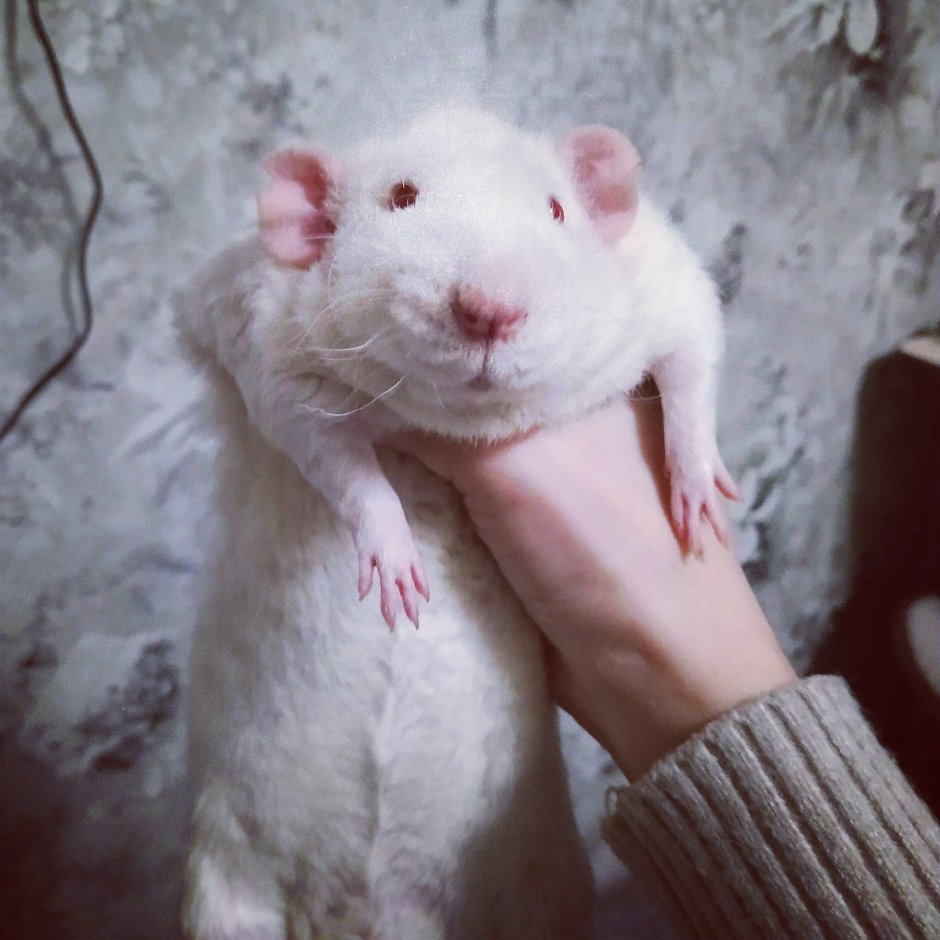 Шесть крыс