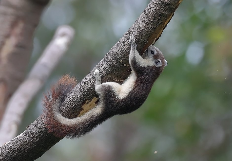 Седая белка (Callosciurus caniceps)