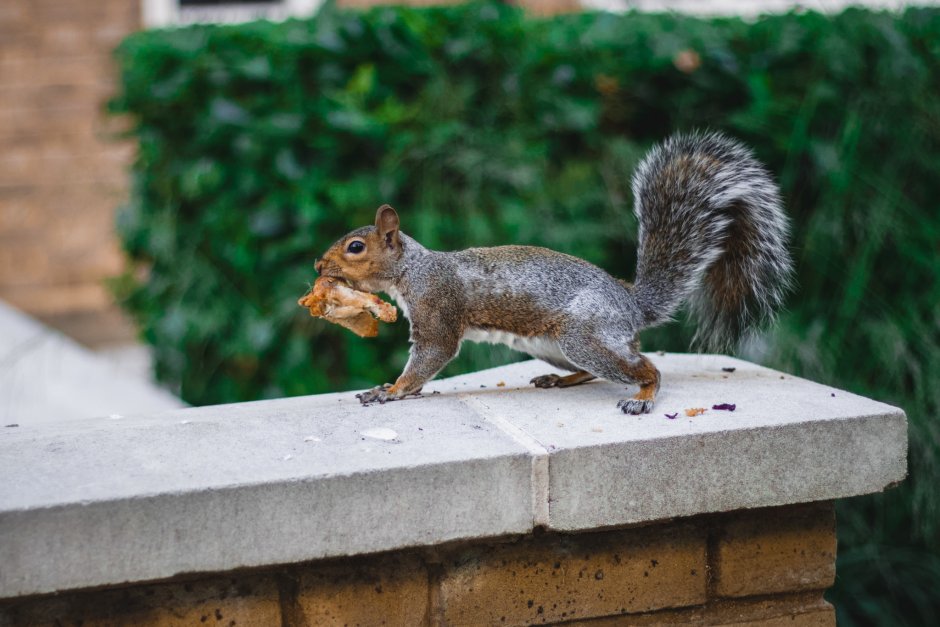 How do you Tame a Squirrel?