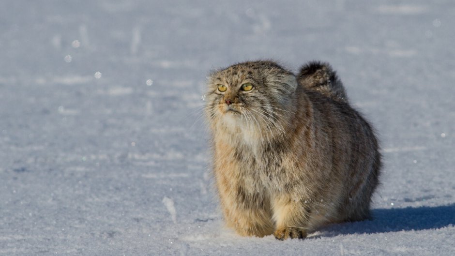 Сибирский дикий кот Манул