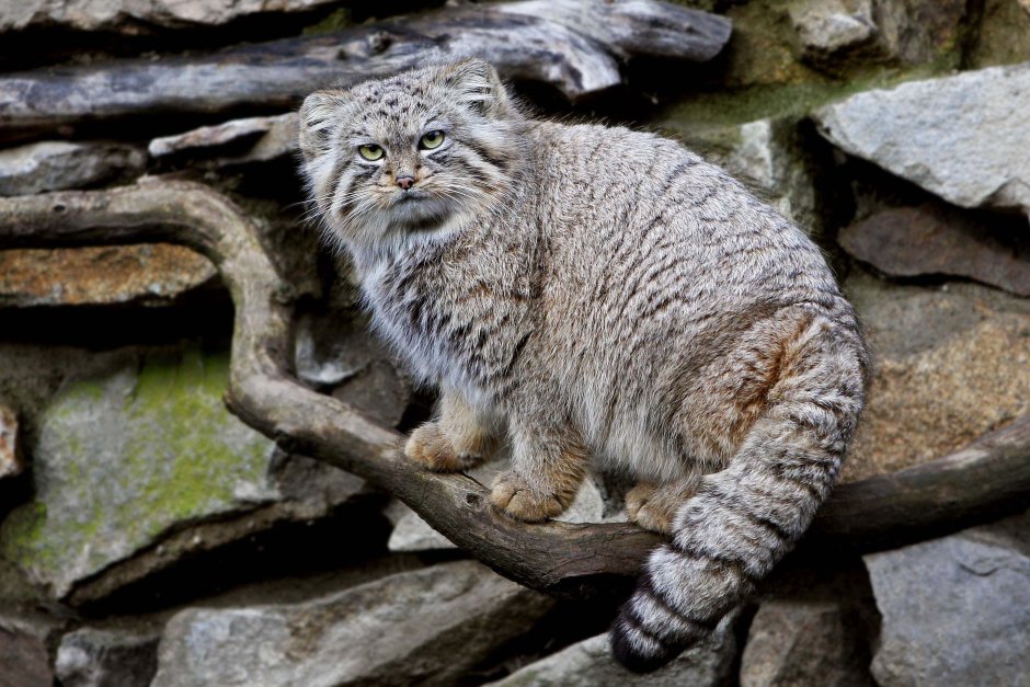 Горный кот Манул