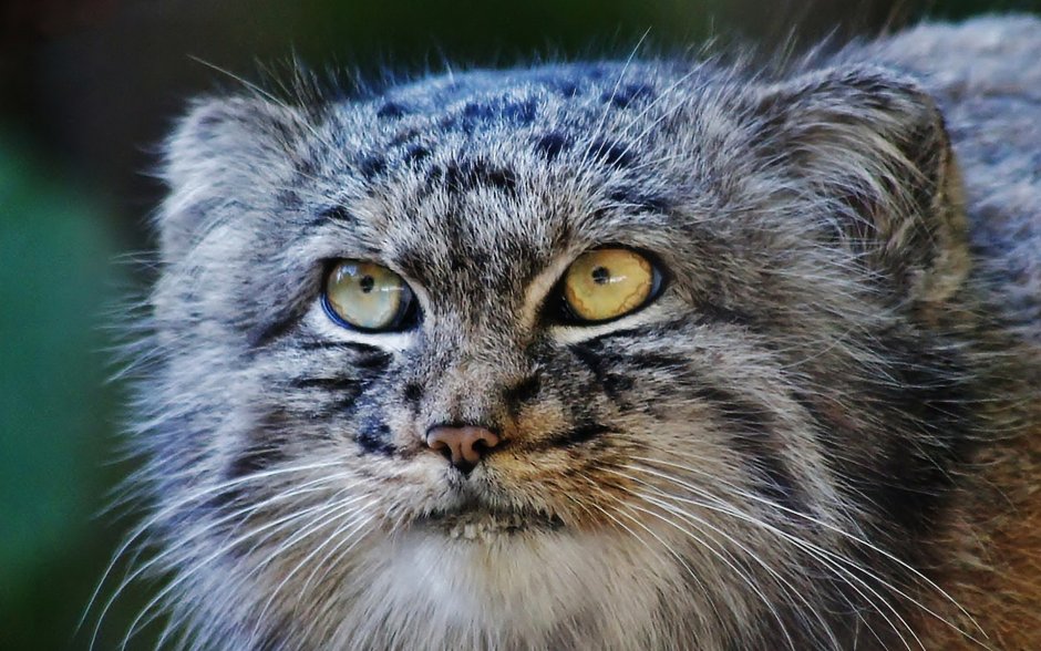 Дикий кот Манул котята