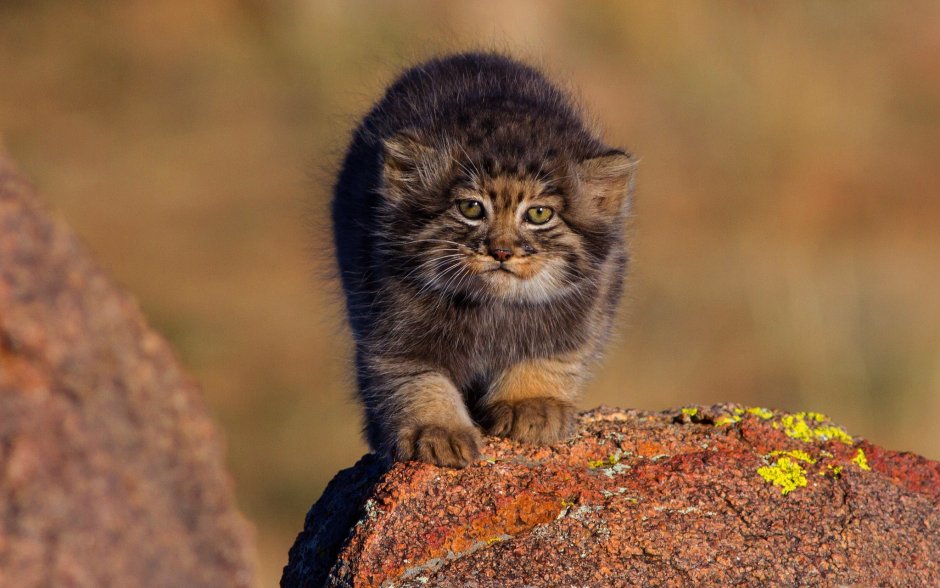 Кот Манул