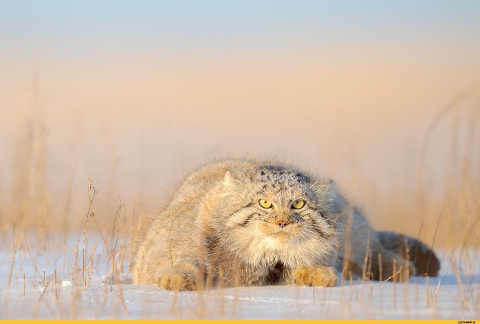 Сибирский дикий кот Манул