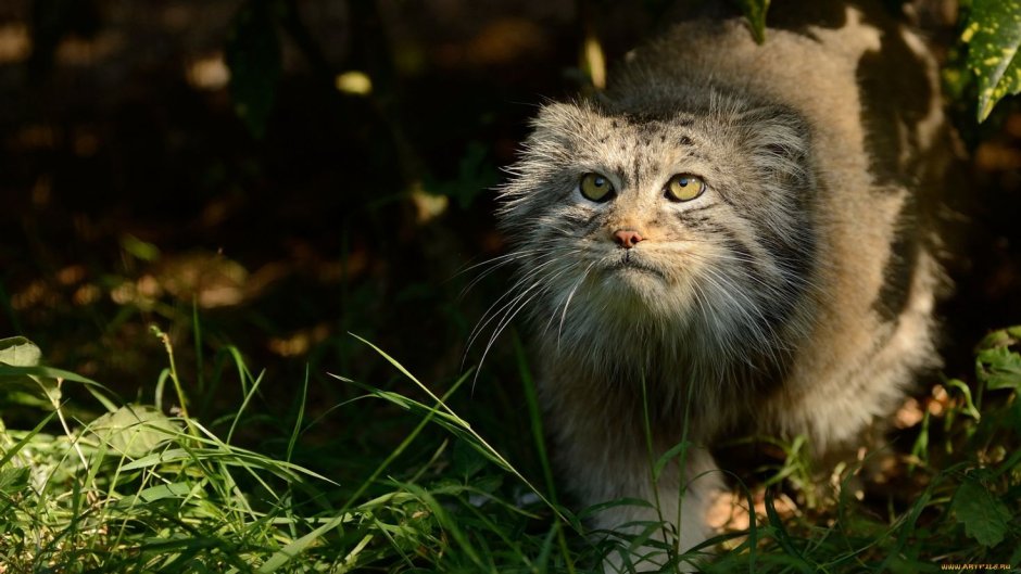 Кот Манул