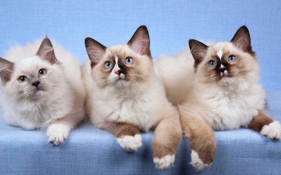 Короткошерстные Мейн куны