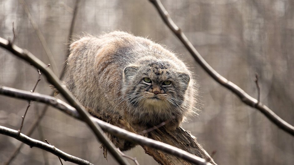 Кот Манул рыжий