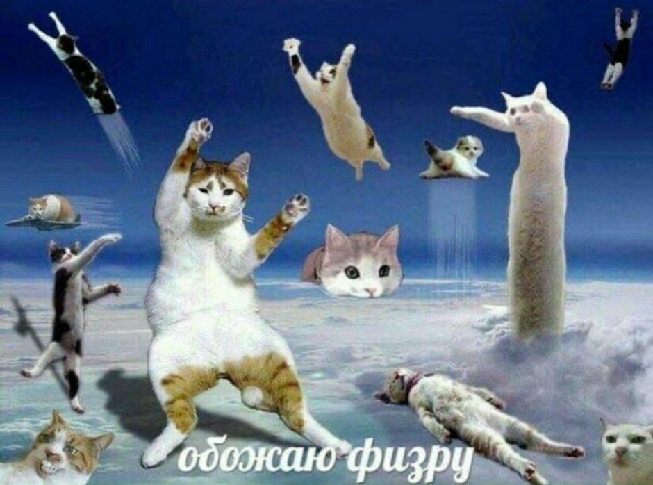 Здоровая кошка
