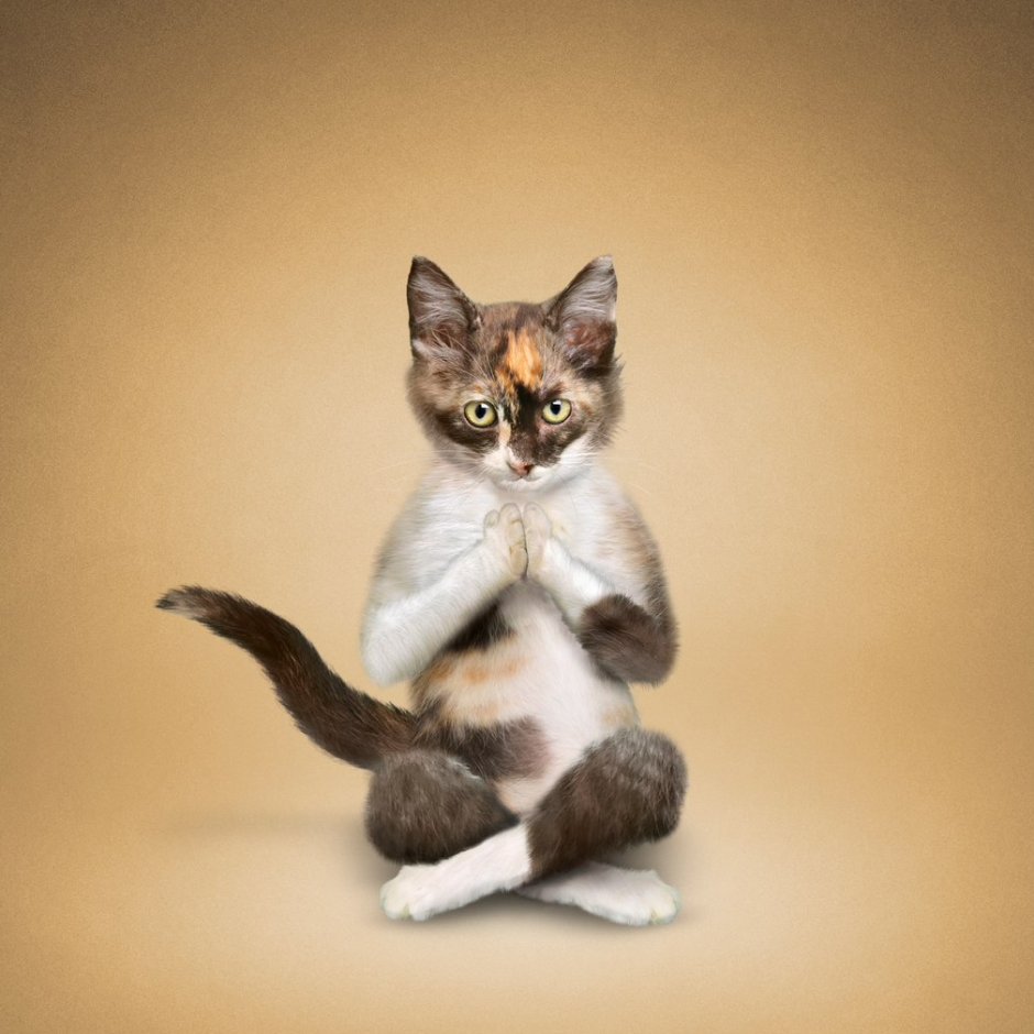 Кот йога