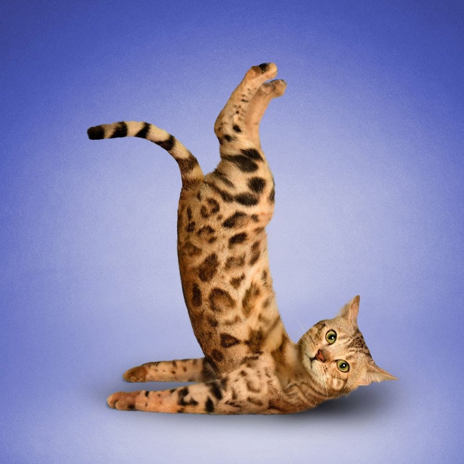 Кошка йога