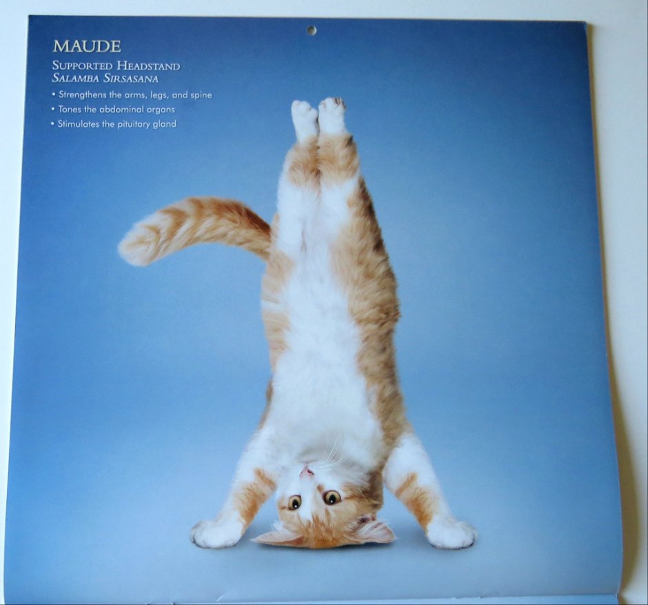 Гибкий кот