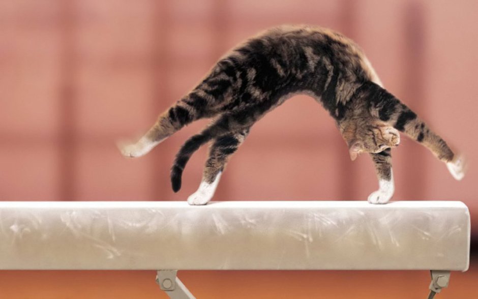 Коты гимнасты