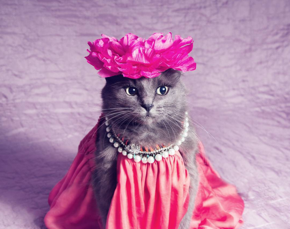 Нарядная кошка